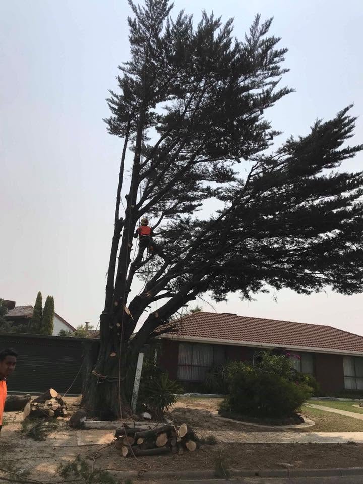 Arborist climbing cypress for sectional removal