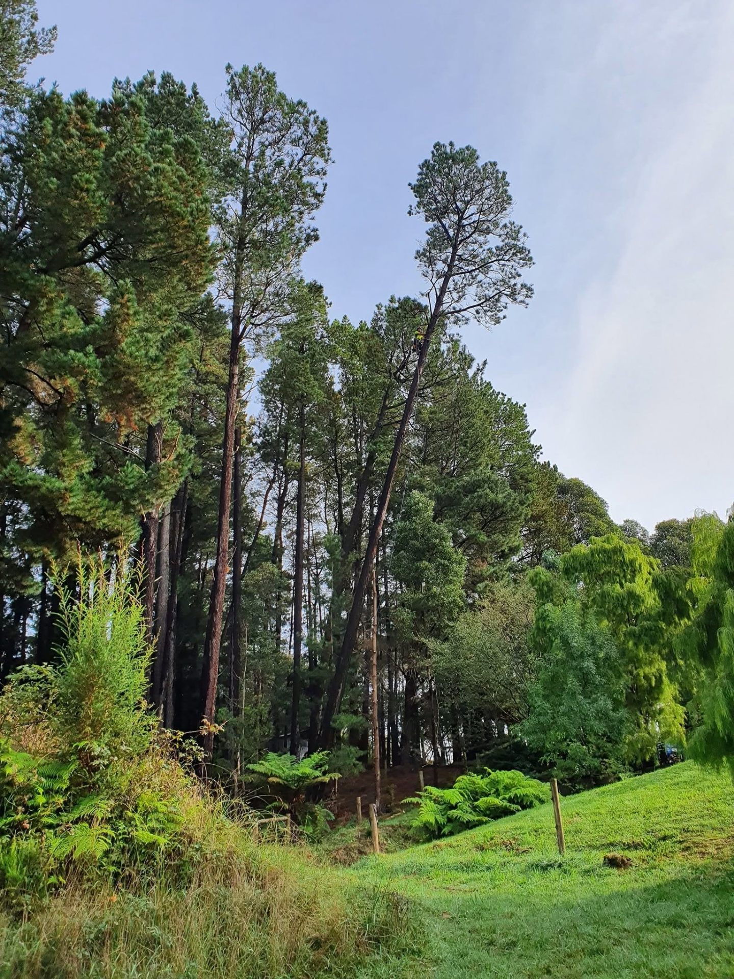 Tall pines cleared on a sloping property