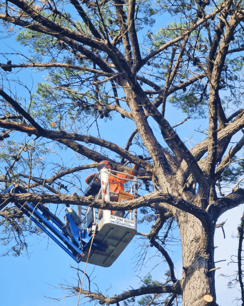 Tree cutting and stump removal 1 1