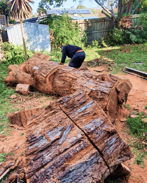 Tree cutting and stump removal 2 1