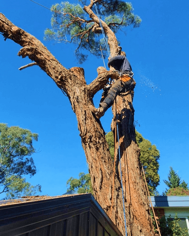 dts tree cutting and stump removal services 2