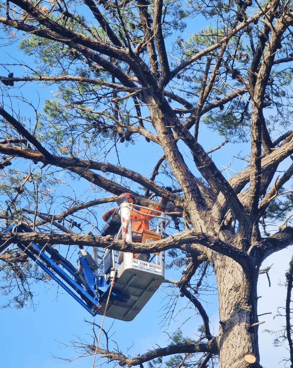 dts tree cutting and stump removal services 3